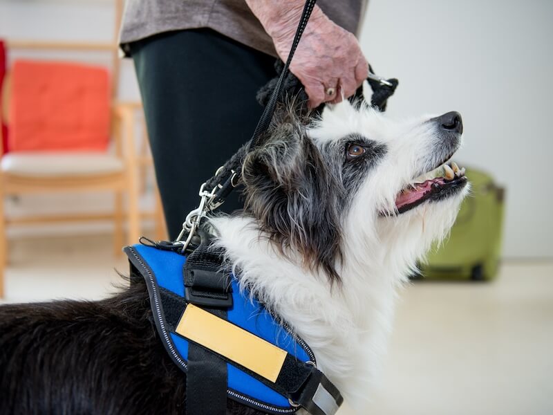 A service dog wearing a blue harness looks up attentively. The handler, partially visible, holds the leash. In the background, there are chairs and soft furnishings.